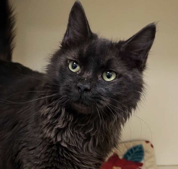 Photo of Danny - Bonded W/ Annie