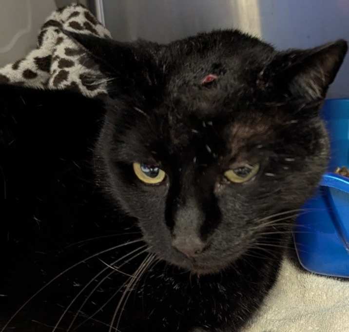 Photo of Riddler (mcas)