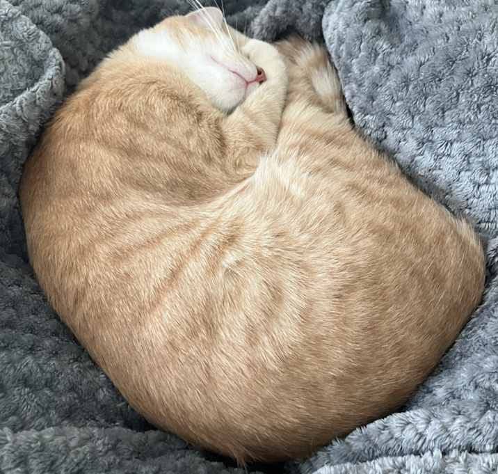 Photo of Oliver (free)