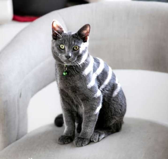 Photo of 91364 Lamborgini