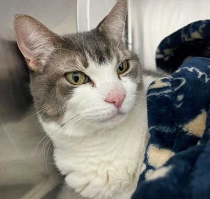 Photo of Peace - PetSmart West Berlin