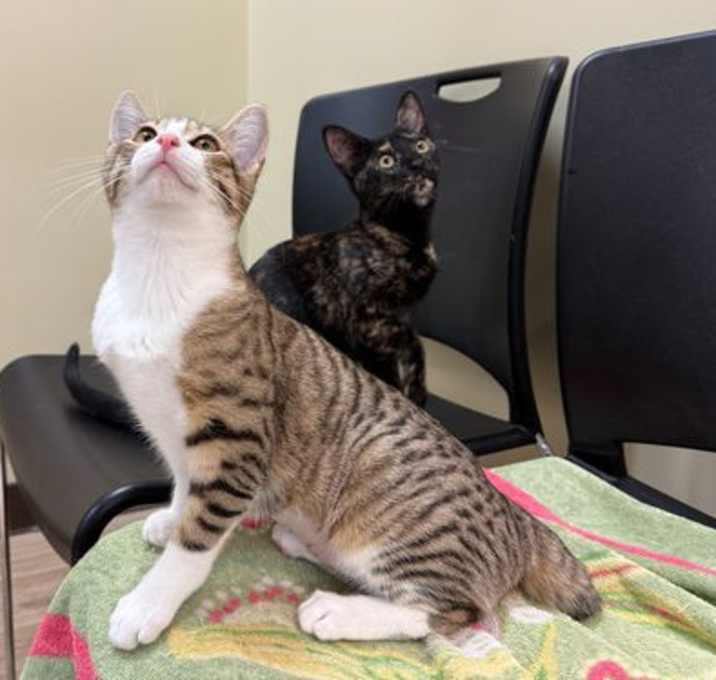 Photo of Bunny (Bonded with Possum)