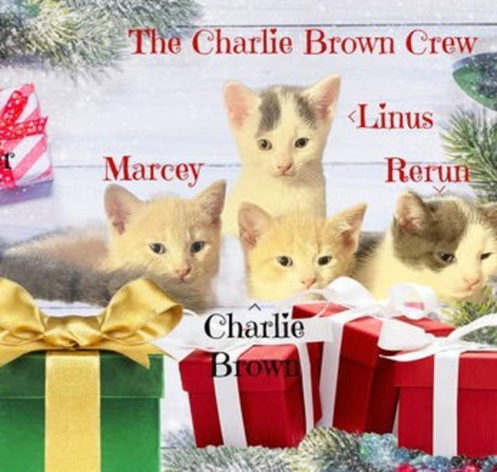 Photo of Charlie Brown *kitten*