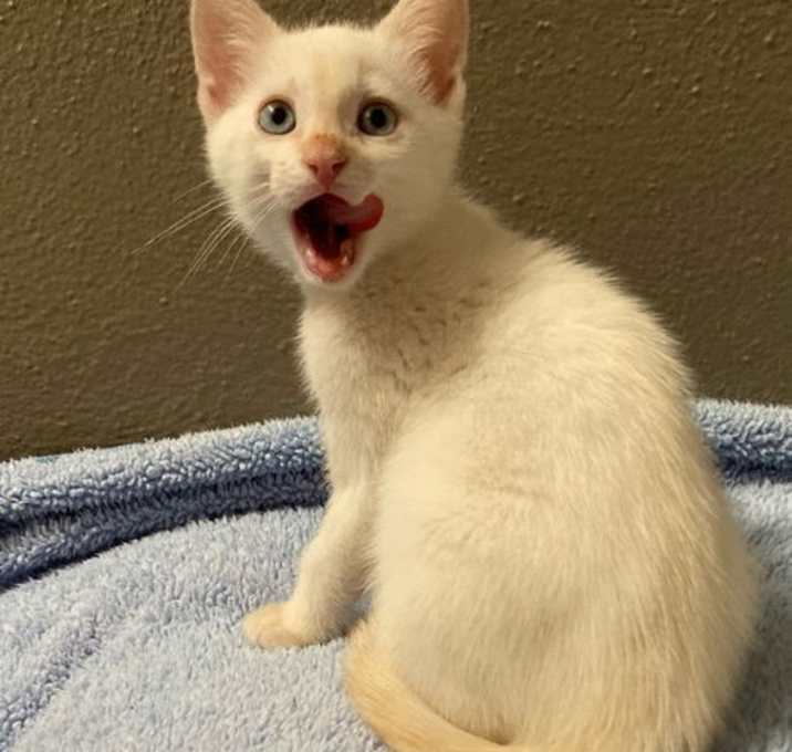 Photo of Prancer the Flame Point Siamese