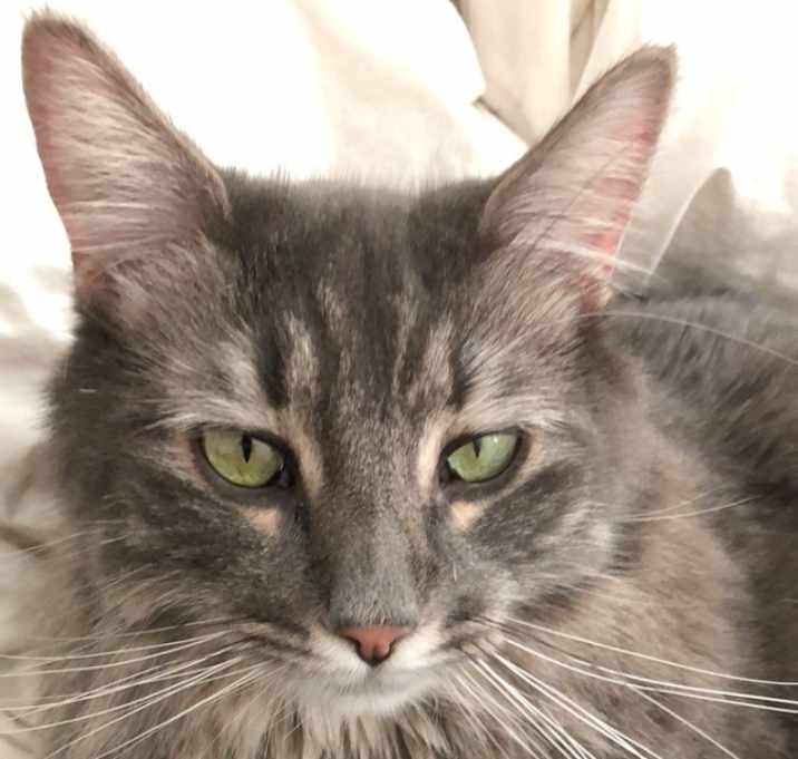 Photo of Tigerlily (+my brother Maxwell)