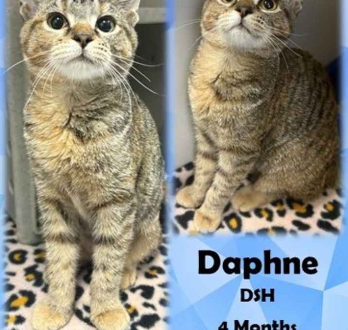 Photo of Daphne