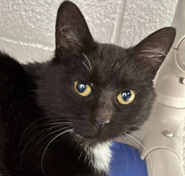 Photo of Convection Oven