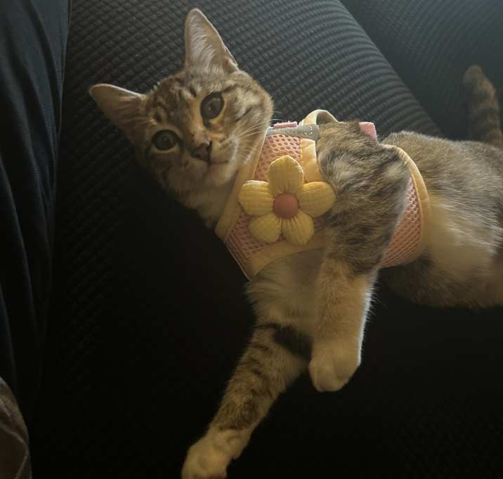 Photo of Princess Valkyrie