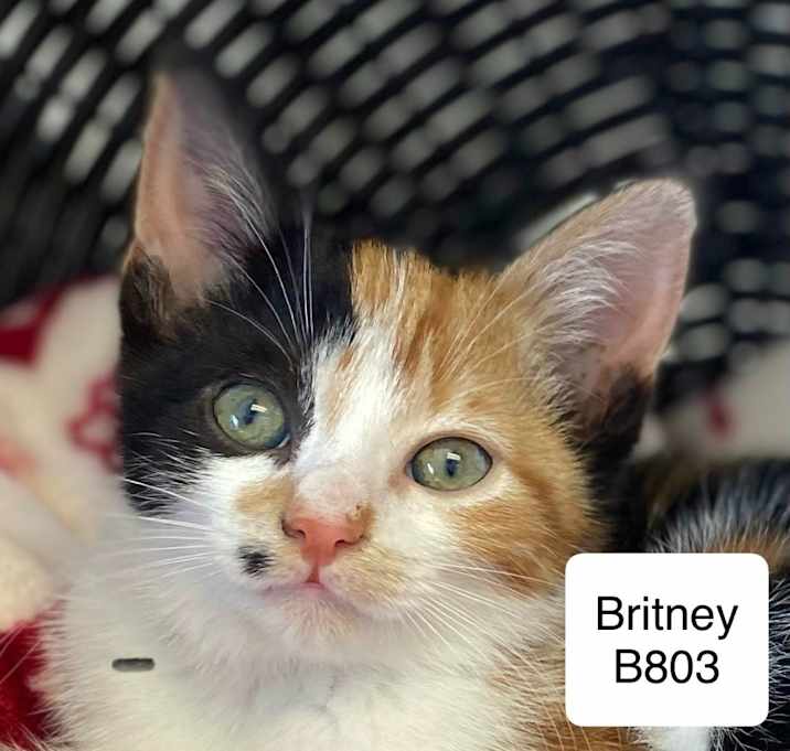 Photo of Britney B803