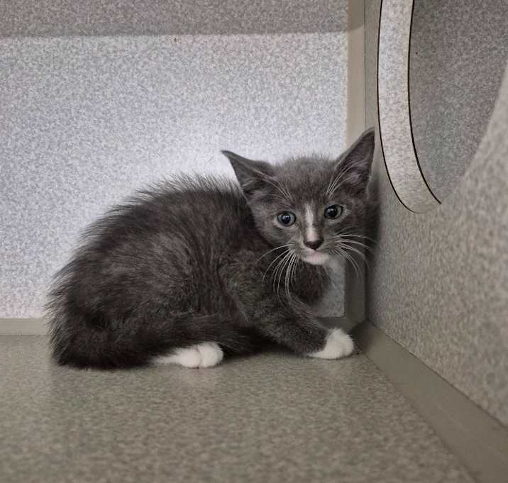 Photo of Pangoro 10052B