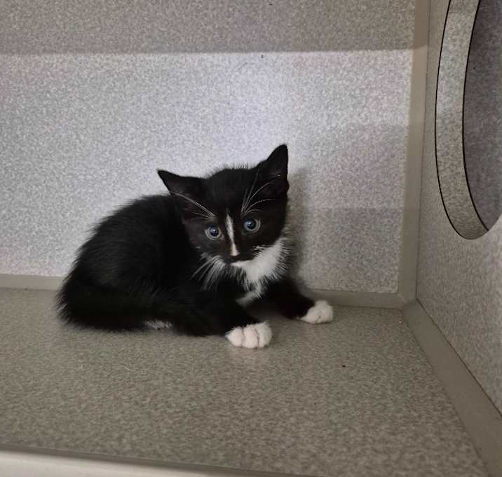 Photo of Pyroar 10052C