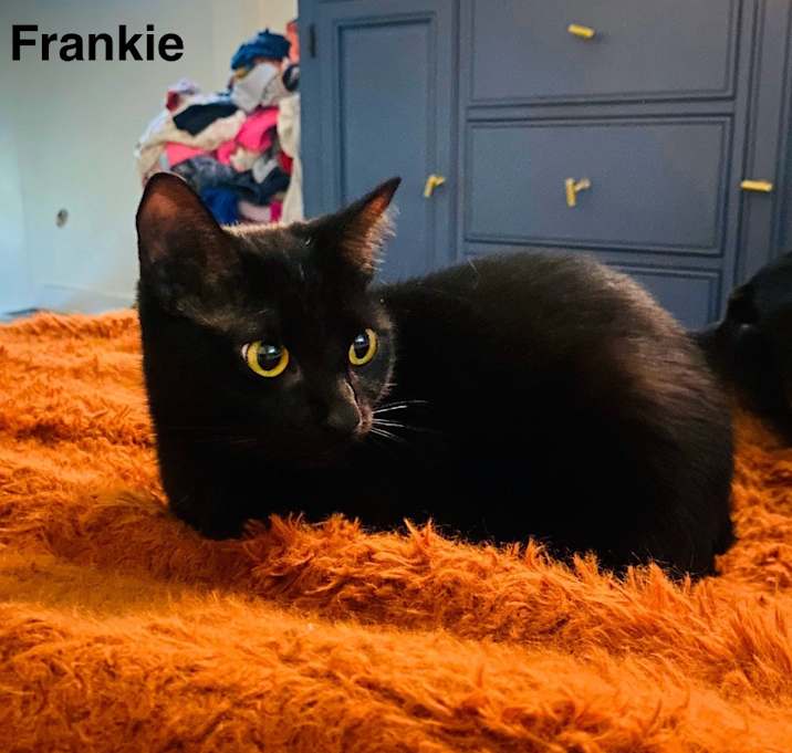 Photo of Frankie