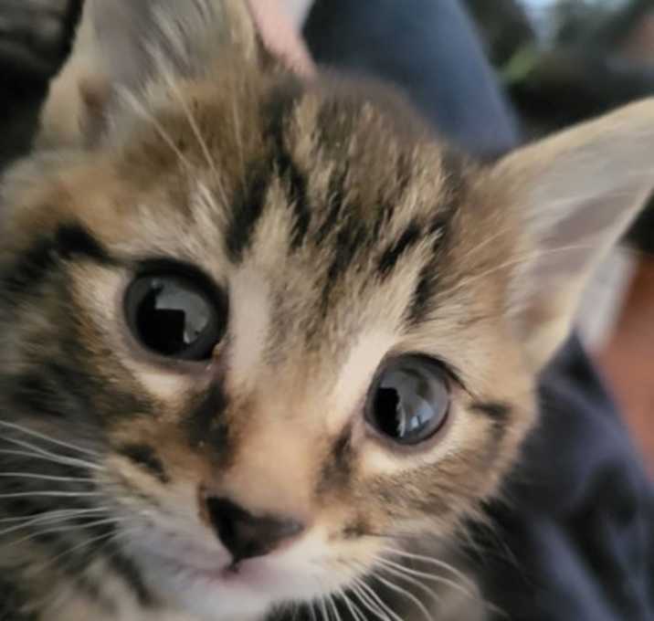 Photo of Sprinkles Zoomz