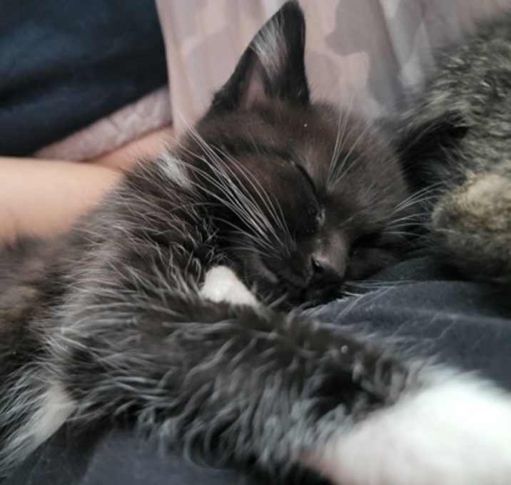 Photo of Boston Cream Zoomz