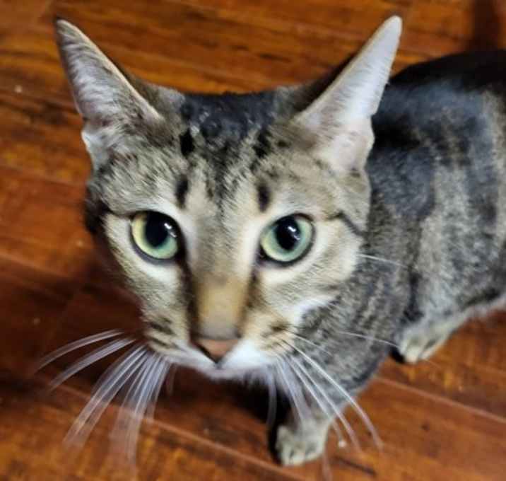 Photo of Apple Fritter Zoomz