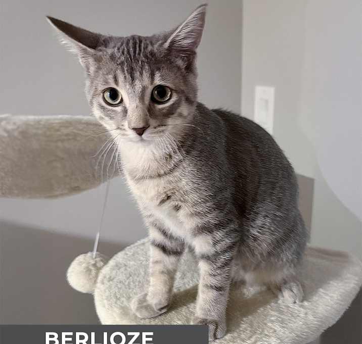 Photo of Berlioze