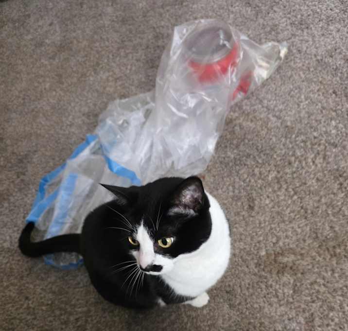 Photo of andie and ollie