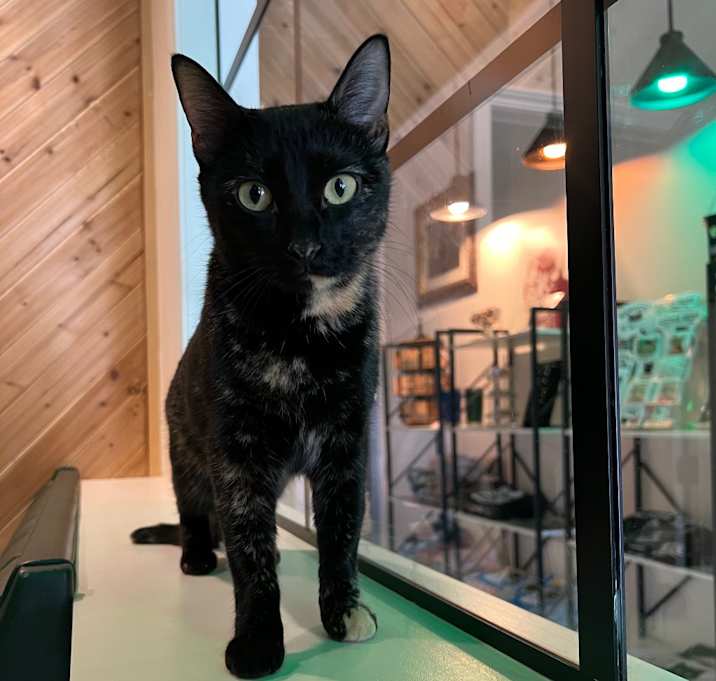 Photo of Pixie A25-259