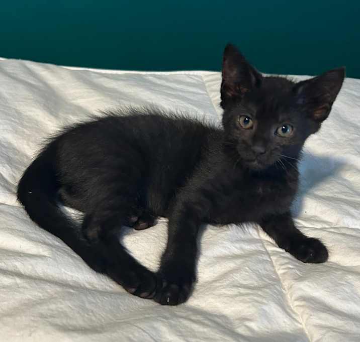 Photo of Strawberry Pie