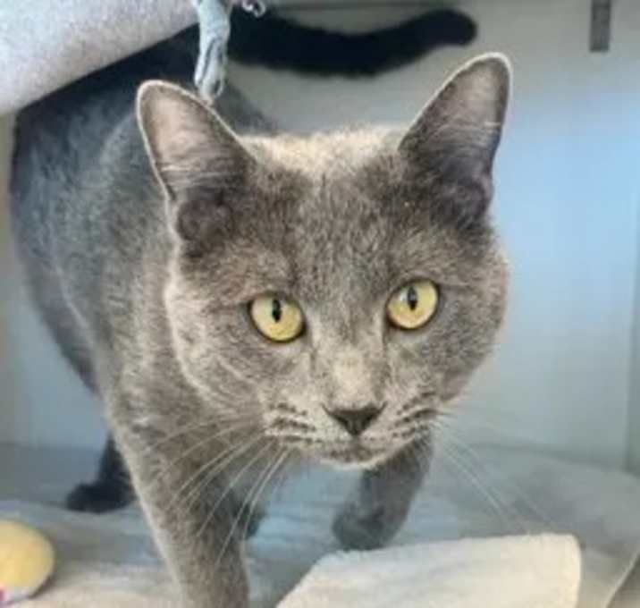 Photo of Red Ryder BB