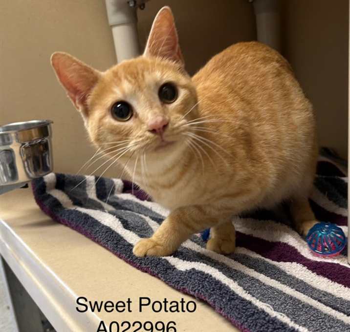 Photo of SWEET POTATO