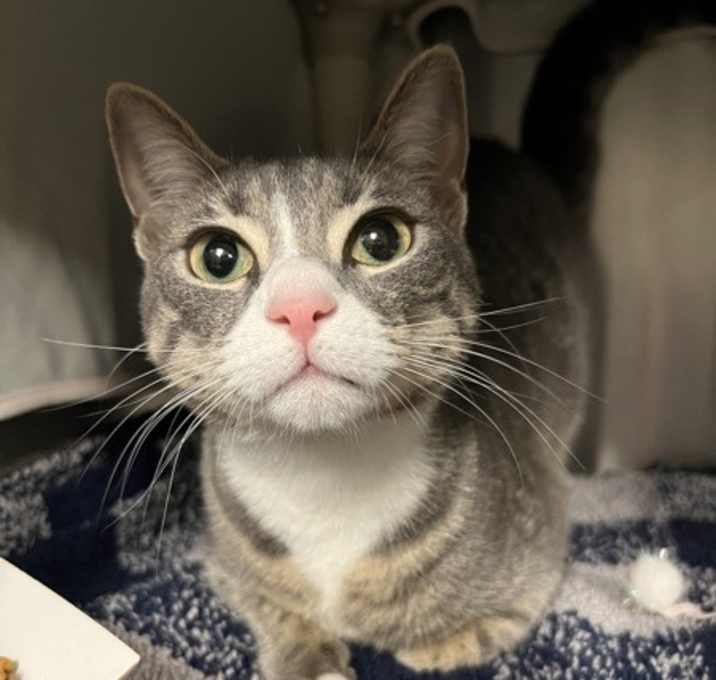 Photo of Ghost (with Charcoal)