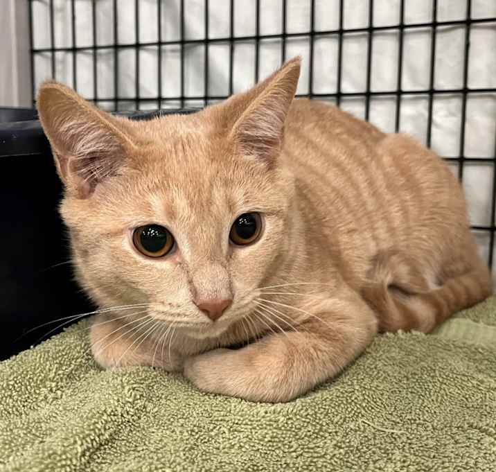 Photo of Steve Lava Chicken