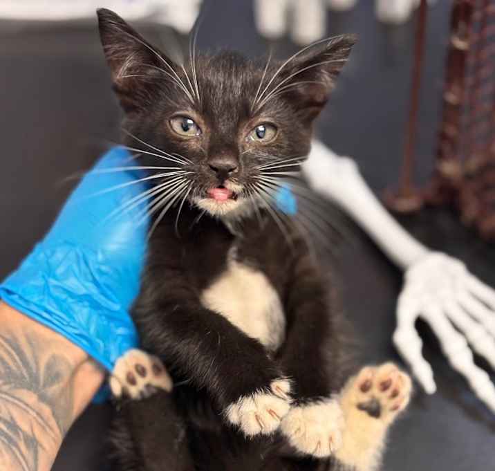 Photo of Hot Dog (All Beef Hot Dog)