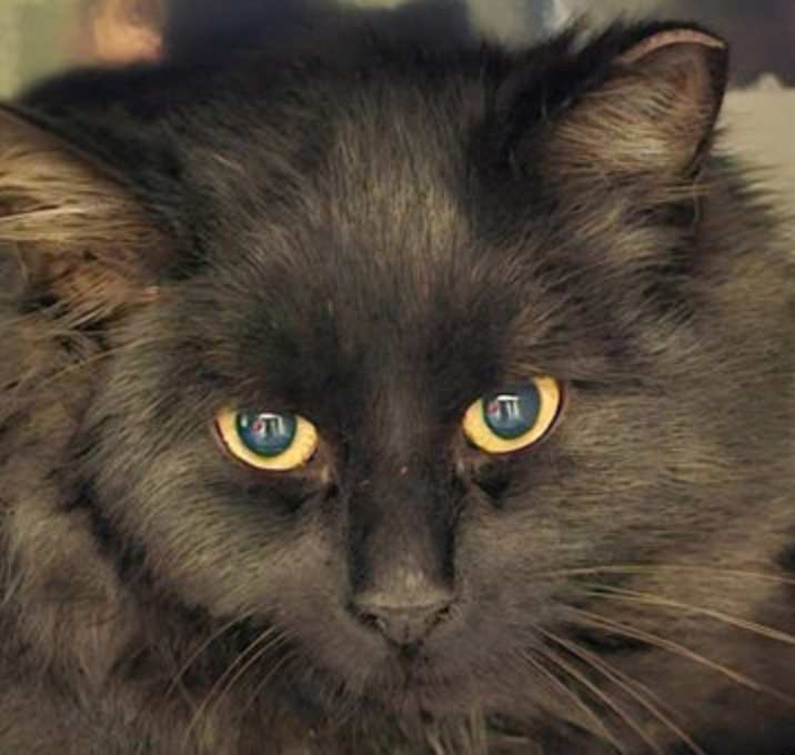 Photo of Robin Gibbs - must adopt with