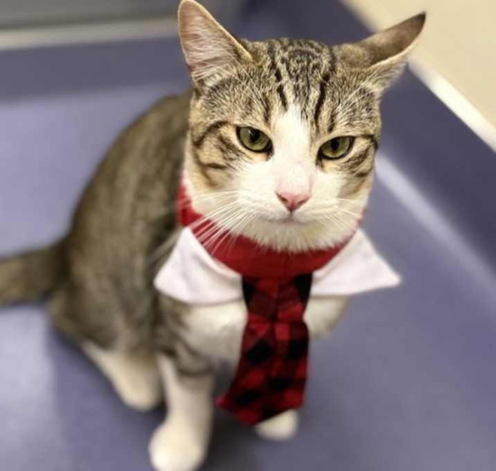 Photo of Sir Meows A Lot