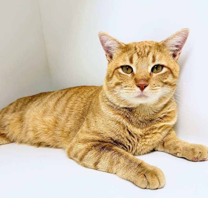 Photo of Eggnog "noggy