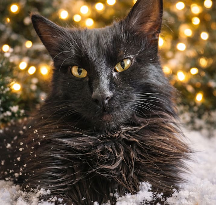 Photo of SHADOW in FOSTER