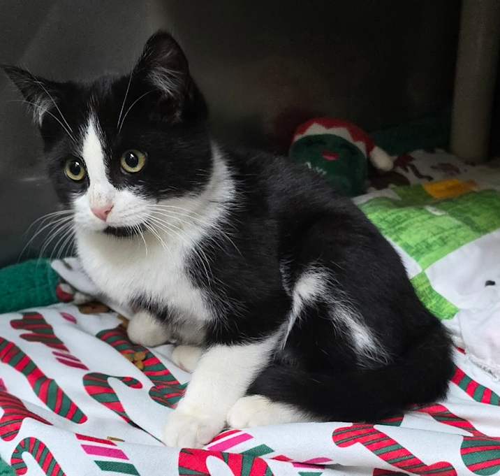 Photo of Mini Man 25-1773