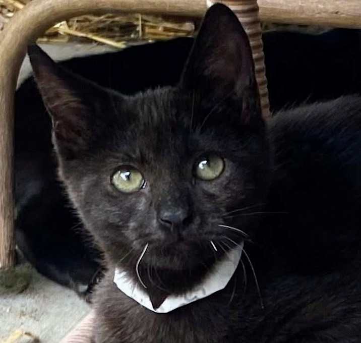 Photo of Otter Take Me Home