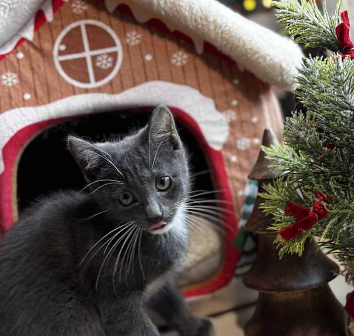 Photo of Bosko: Pre-Adoption