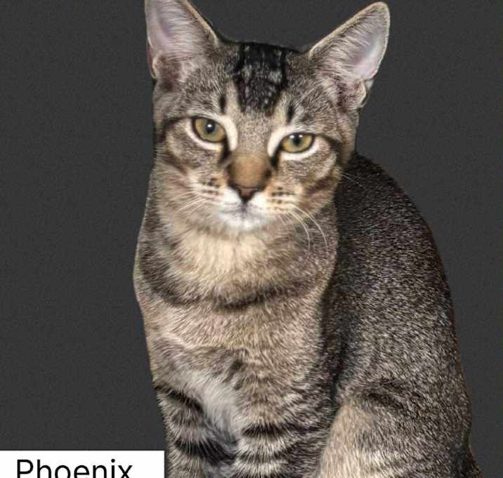 Photo of Phoenix