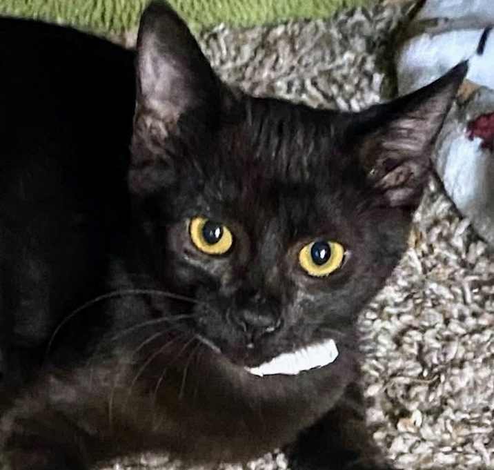 Photo of Carol of the Bells