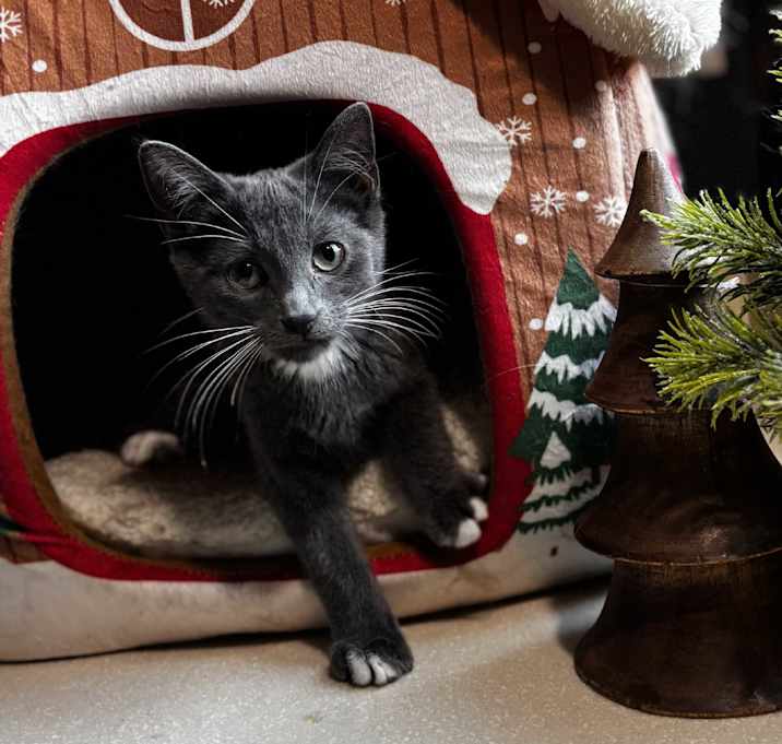 Photo of Bug: Pre-Adoption