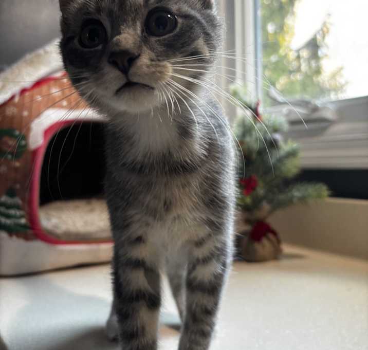 Photo of Mugsy: Pre-Adoption