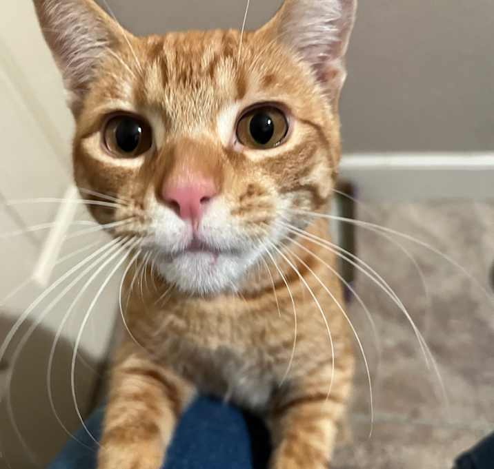 Photo of Simba the Third