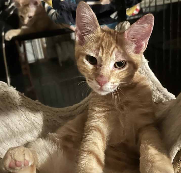 Photo of Toblerone NN