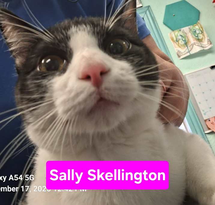 Photo of Sally Skellington