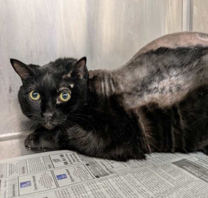 Photo of Salem (4 paw declaw)