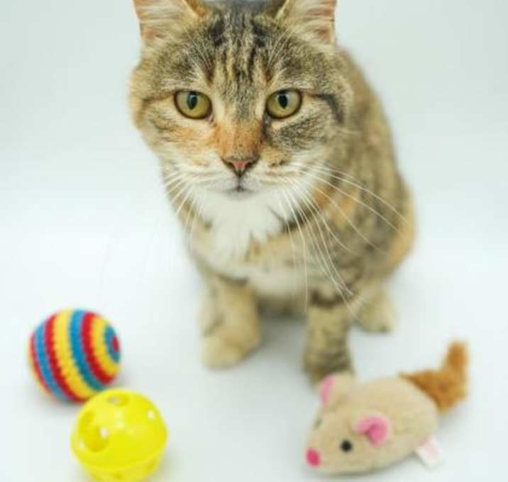 Photo of Thumbelina Pip Squeak (Extra T