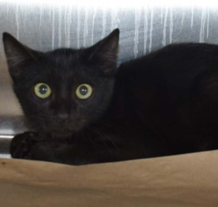 Photo of 91185 Dum Dum