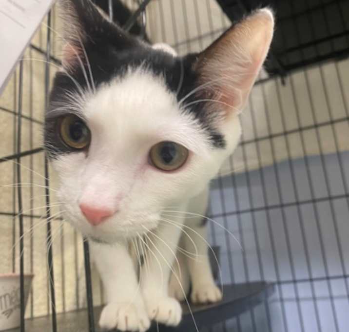 Photo of Cabbage-Bonded