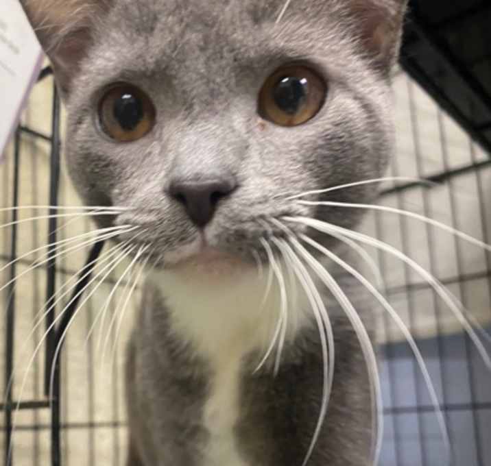 Photo of Chicklet-Bonded