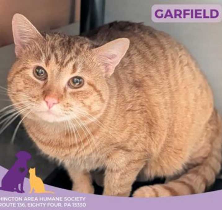Photo of Garfield