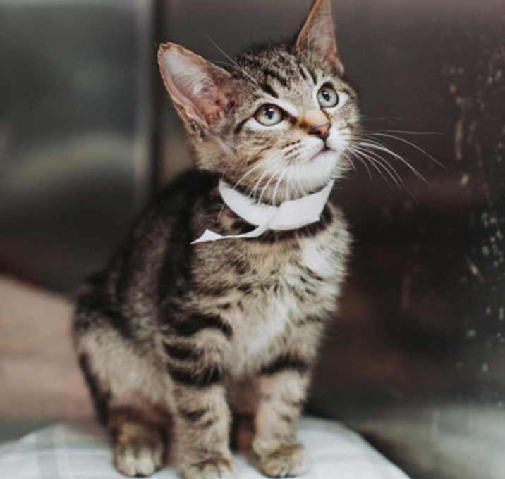 Photo of 89674A Benjamin