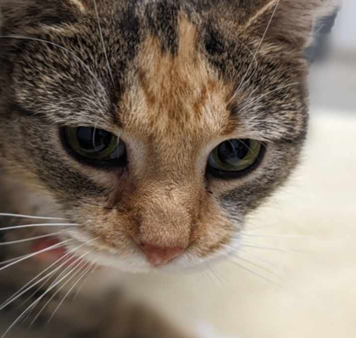 Photo of Peach Gabriel